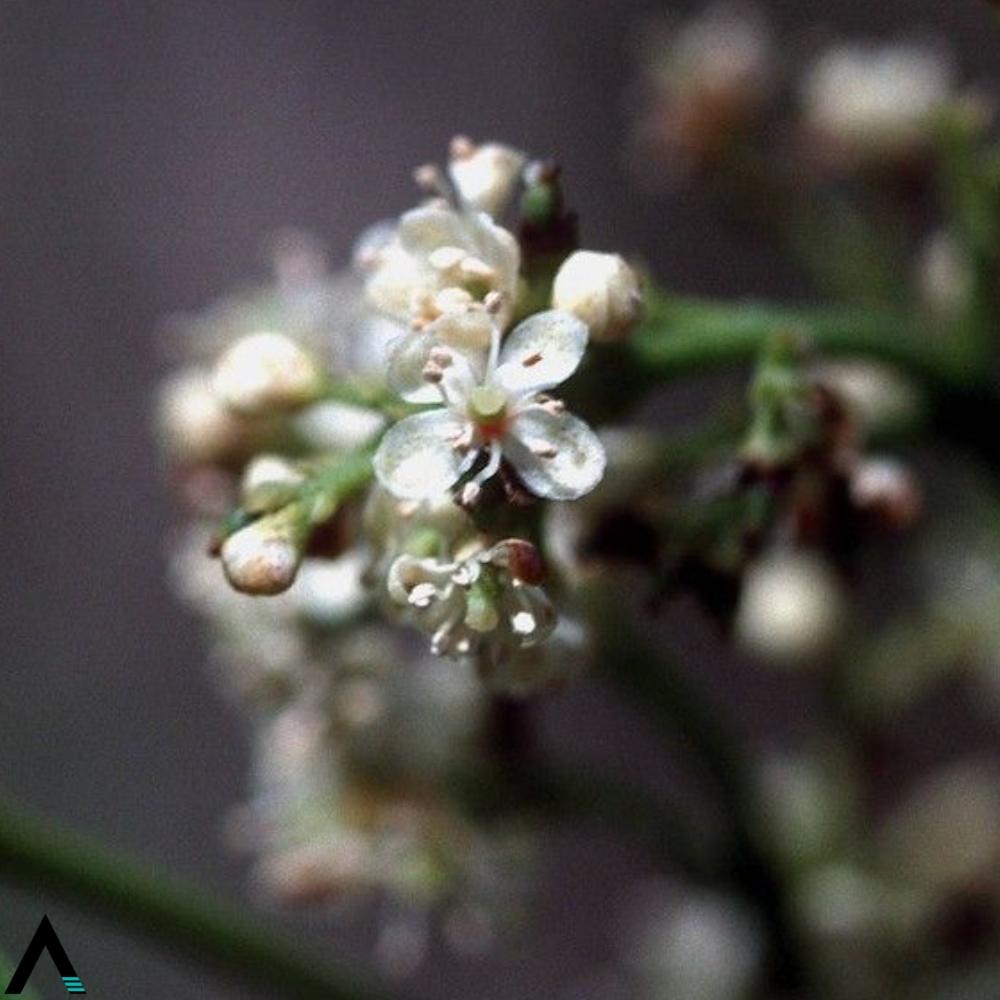 flor de cuaab